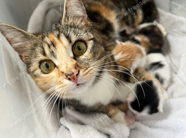 Beautiful Bengal x BSH