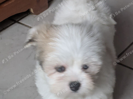 Lhasa apso puppies