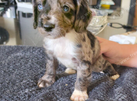 Cocker spaniel pups