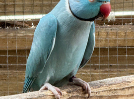 Indian Ringnecks Proven pair 2 clutches every year
