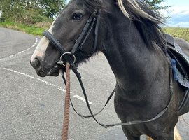 Cob gelding