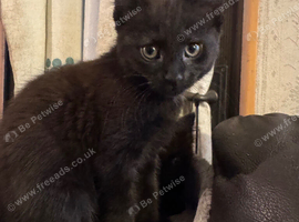 Male Bombay kitten