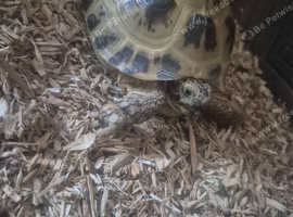 Horsefield tortsie