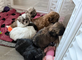 Shih tzu puppies