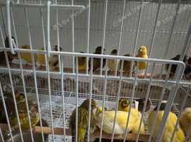17 Canaries