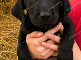 Labrador pups from working lines