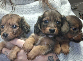 Tiny longhaired dachshunds