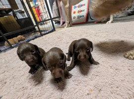 2 girls 1 boy miniature chocolate doxipoos