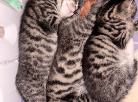 Fluffy Kittens for Sale &ndash; available NOW
