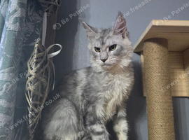 MaineCoon Boy