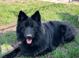 Proven - Black German Shepherd Dog - At Stud