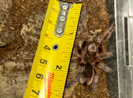 Juvenile Chilean Rose Tarantula (Grammostola rosea) - Great Beginner Species