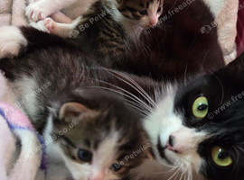 Mum and 2 14 week old kittens need a new home asap