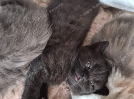 BSH X kittens