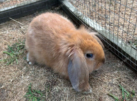 Last of litter 9wk old boy