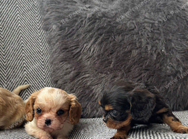 Blenheim Ruby and Black and Tans ready end Aug