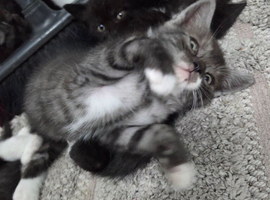 Gorgeus kittens for sale Britishshort hair.