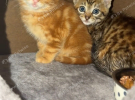 Kittens