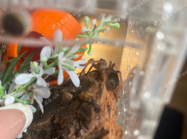 Mexican fire leg tarrantula
