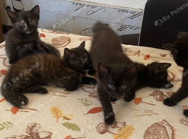 Looking forever home