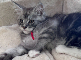 Gorgeous GCCF registered Shaded Line Maine Coon Kittens