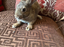 8 week old Baby Rabbits for sale in Grimsby