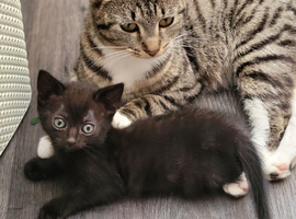 Lovely kitten's