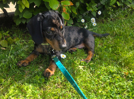 6 monrh old male