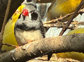 Stunning Zebra Finches
