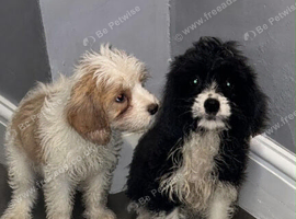 Cavapoo pupies