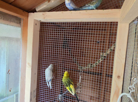 8 month old budgies
