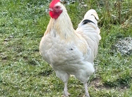 Bantam x bresse cockrel looking for a new home