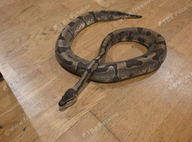 Female Enchi ball python Age: 4.5