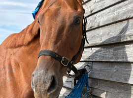 Stunning 16.3hh chestnut gelding