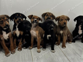 Stunning Rottweiler x Puppies