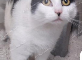 Dolly white and black female cat