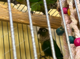 Nice beautiful black cap babies conures for sale
