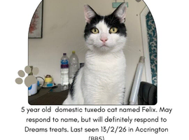 MIssing Cat - Felix