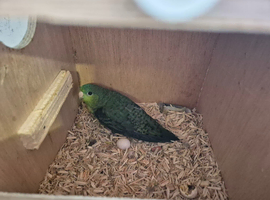 Proven pair off linolated parreakeet