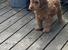 Stunning cockapoo puppy  (READY NOW)