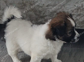 7 weeks old  shitzu x Pomeranian