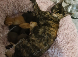 4 kittens looking for forever home