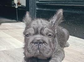 French bulldog pups 12 weeks old