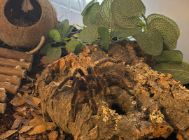 Juvenile Goliath Bird-Eating Tarantula & Full Setup