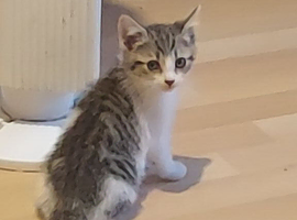 Kitten