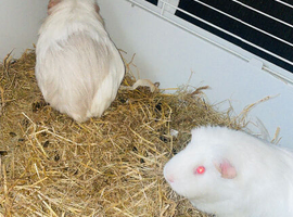Two female guinea pigs with everything