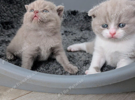 British short hair kittens