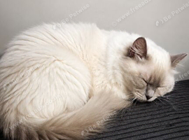 Female Ragdoll Looking for a Loving New Home