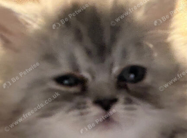 Chinchilla exotic kittens