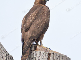Male Dark Morph or Harlan&rsquo;s Redtail Wanted